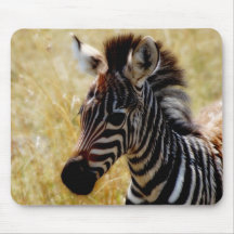 Zebra-Fohlenwild lebende tiere mousepads