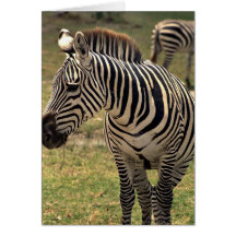 Zebra Grußkarte