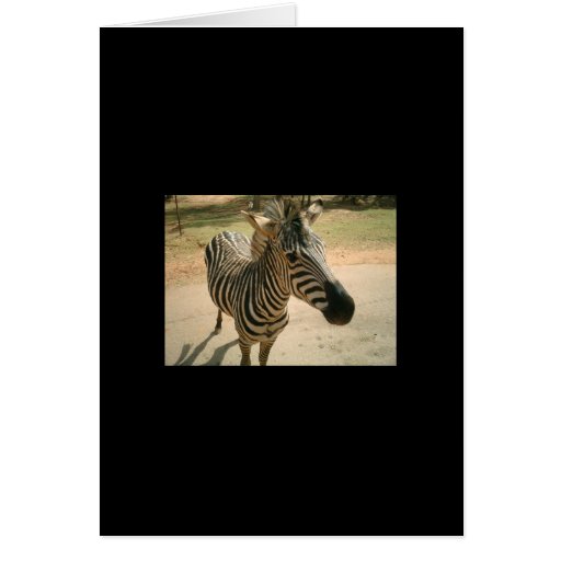Zebra Karten