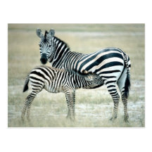Zebra-Mutter und füttern Fohlen Postkarte