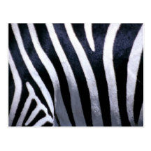 Zebra-Pelz Postkarten
