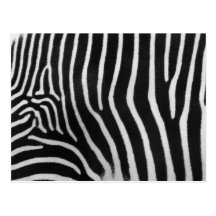 Zebra-Streifen-Muster-Postkarte