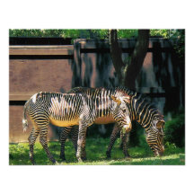 Zebras, die einen Imbiss essen Individuelle Einladungen