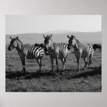 Zebras Plakat