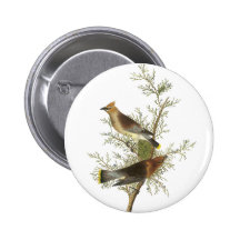 ZederWaxwing, John Audubon Anstecknadelbutton
