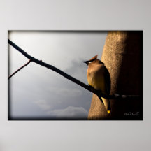 ZederWaxwing Posterdrucke