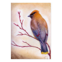 ZederWaxwing Visitenkarten