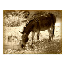 "Zedonk " Postkarte