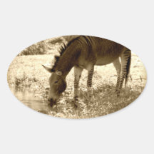 "Zedonk " Sticker