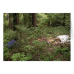 Zelt-Camping Karte