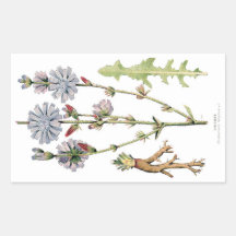 Zichorie-Vintages botanisches Rechtecksticker