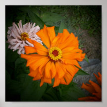 Zinnia-Blume Plakat-Orange