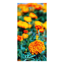 Zinniasgarten-Blumen Personalisierte Foto Karte