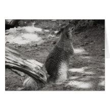 Zion flockiges Eichhörnchen Karte