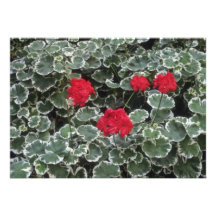 Zonenartige Blumen der Pelargonie (Pelargonie Hort Individuelle Ankündigungskarte