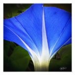 Zum Gedenken an Lilly Foto Druck
