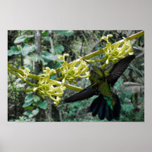 Zumbador Verde De Puerto Rico y Flor de Papaya Can Poster
