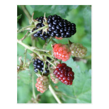 Zusammenfassende Beschreibungs-BlackBerry in einer Postkarten