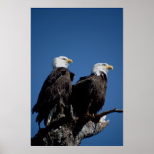 zwei Adler Plakat