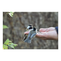 Zwei Chickadees auf einer Hand Kunst Fotos