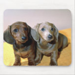Zwei Dackelwelpen Mousepad
