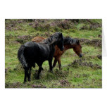Zwei Dartmoor Ponys, die in der Heide durchstreife karten
