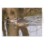Zwei Enten auf einem Fluss Grußkarten