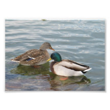 Zwei Enten auf einem See Fotografien