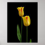 Zwei gelbe Tulpen Plakate