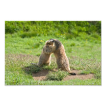 zwei junge Murmeltiere Kunstphotos