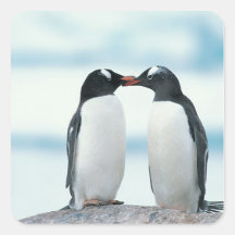 Zwei Pinguine, die Schnäbel berühren Quadratsticker