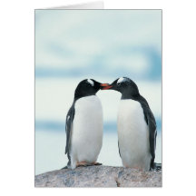 Zwei Pinguine, die Schnäbel berühren Grußkarten