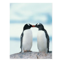 Zwei Pinguine, die Schnäbel berühren Postkarten