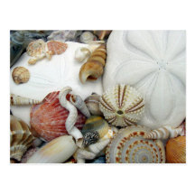 Zwei Sand-Dollar, leere Postkarte