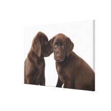 Zwei Schokolade Labrador retriever-Welpen Gespannte Galeriedrucke