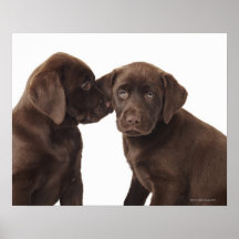Zwei Schokolade Labrador retriever-Welpen Posterdrucke