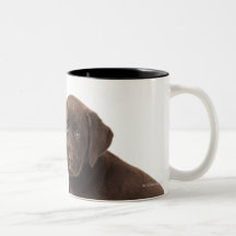 Zwei Schokolade Labrador retriever-Welpen Kaffee Tasse