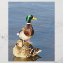 Zwei Stockenten Bedruckte Flyer