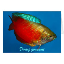 Zwergartige Gourami Gruß-Karte