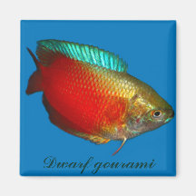 Zwergartiger Gourami Magnete