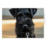 Zwergschnauzer-Anmerkungs-Karte #3 - freier Raum