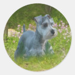 Zwergschnauzer-Aufkleber