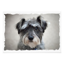 Zwergschnauzer-Hundeeinladung