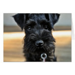 Zwergschnauzer-Valentinstag-Gruß-Karte