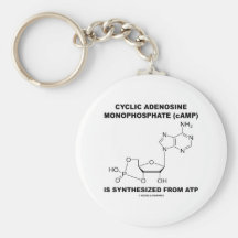 Zyklisches Adenosin-Monophosphat (cAMP) von Atp Schlüsselanhänger