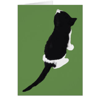 Μυξα/Myxa (ein Kätzchen von Zakynthos)