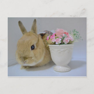 か わ い い さ ぎ う POSTKARTE