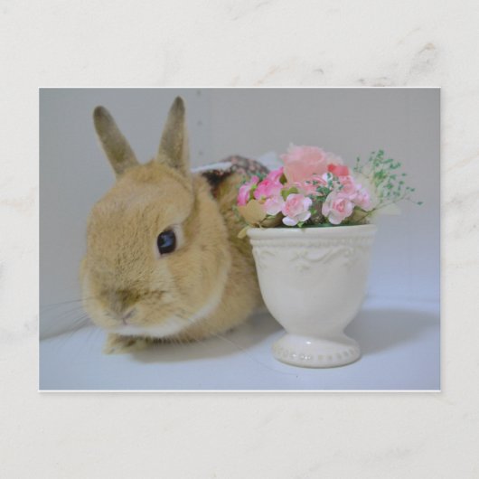 か わ い い さ ぎ う POSTKARTE (Vorderseite)