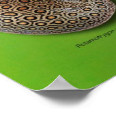 の Frischwasserstechen ス タ Poster (Ecke)