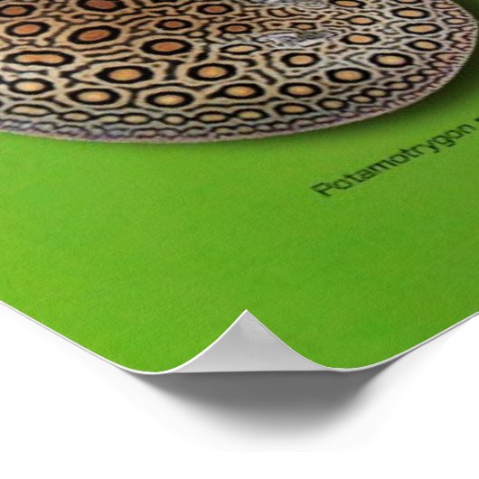 の Frischwasserstechen ス タ Poster (Ecke)